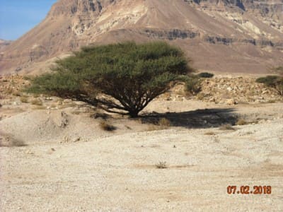 Vachellia tree