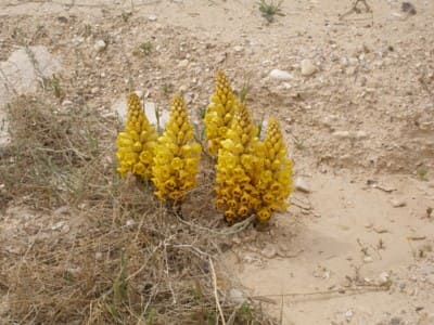 Cistanche